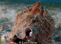 Juvenille Queen Conch Aguadilla Puerto Rico; Olympus EPL-... by Carlos Pérez 